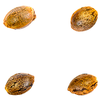 Green Rose Seeds - 41 Ghosts (auto Fem Seeds)