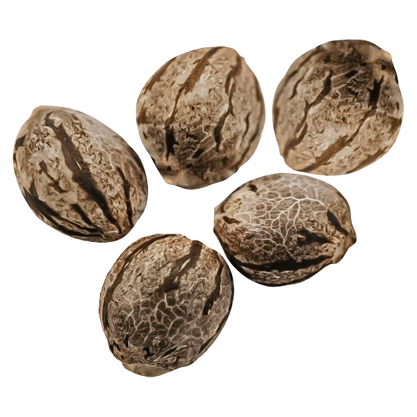 Happy Valley Genetics - Harlequin CBD Feminized Seeds