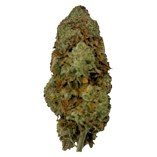 Puffer's Paradise - Magik Dragon