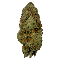 Puffer's Paradise - Magik Dragon