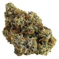 Northern Canna - Permanent Marker