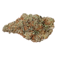 Highly Dutch Organic - Rotterdam Indica