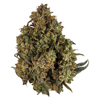 Orchid CBD - Cbd Runtz