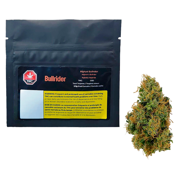 Bullrider - Afghani Bullrider