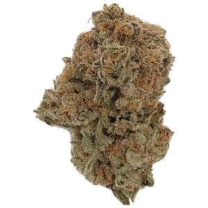 Dykstra Greenhouses - Blue Widow (Lemon Pepper Spice)