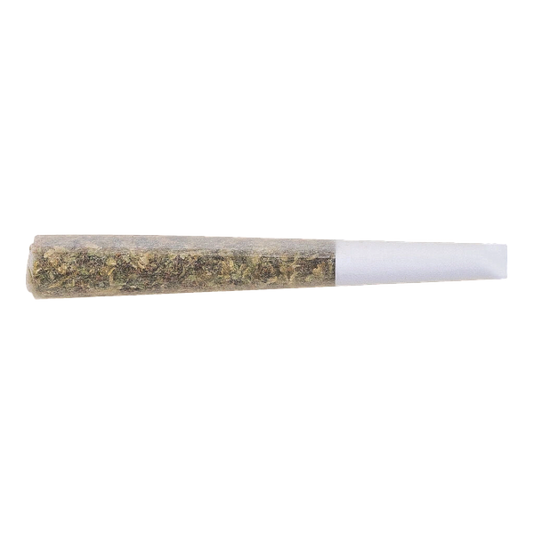 The Loud Plug - Gold Seal Hash Snake Infused Pre Roll