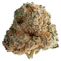 Original Dankster - Shot Caller