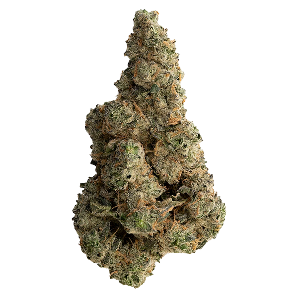 The Loud Plug - With Love from Scarborough - Craft Collective