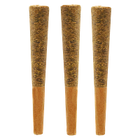 Noodz - Jungle Fire Pre-Roll