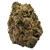 Versus - Bc Purple Kush