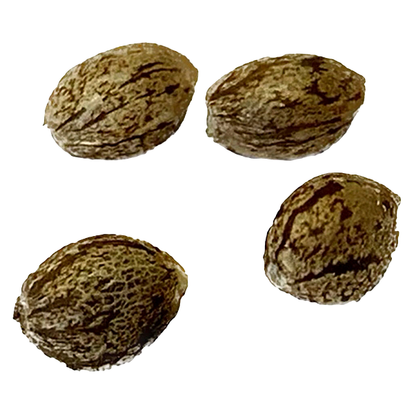 Autoflower Breeder's Club - Mendocino Cherry Pie Thc Auto