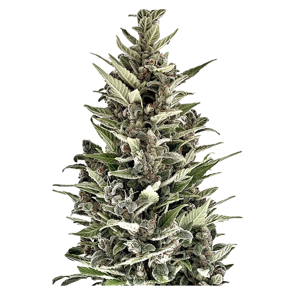 Autoflower Breeder's Club - Mendocino Cherry Pie Thc Auto