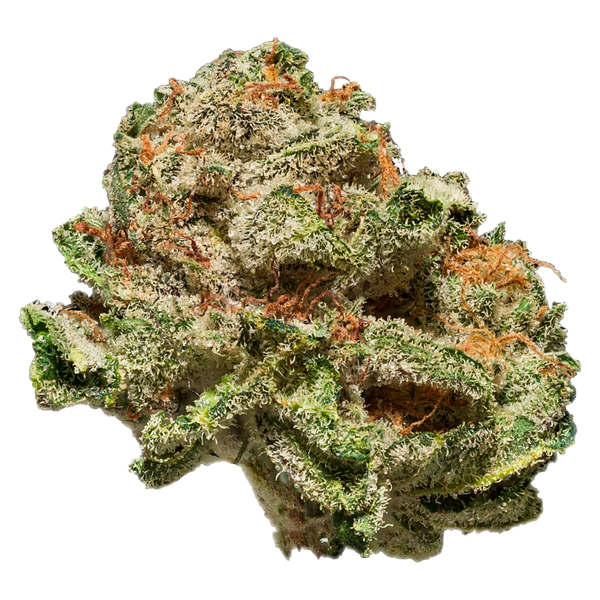 Seeker - Terp N'Tine