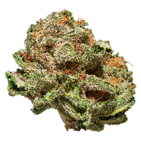 Seeker - Terp N'Tine