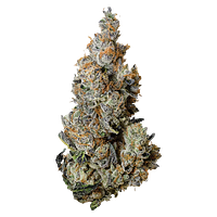 Tribal - Triple Burger