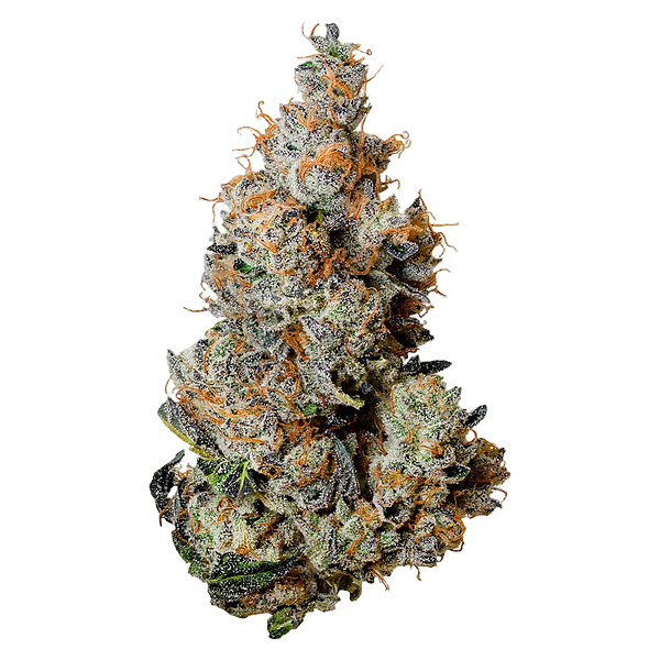 Tribal - Triple Burger