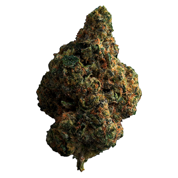 The Loud Plug - Tropicana Cookies