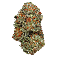 Station House - La Confidential