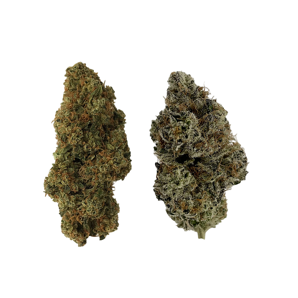 514 - Homa Dual Pack