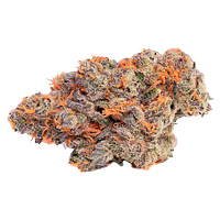 Coterie - Pink Rose #4