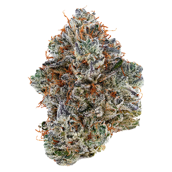 Tribal - Neon Sunshine Hybrid