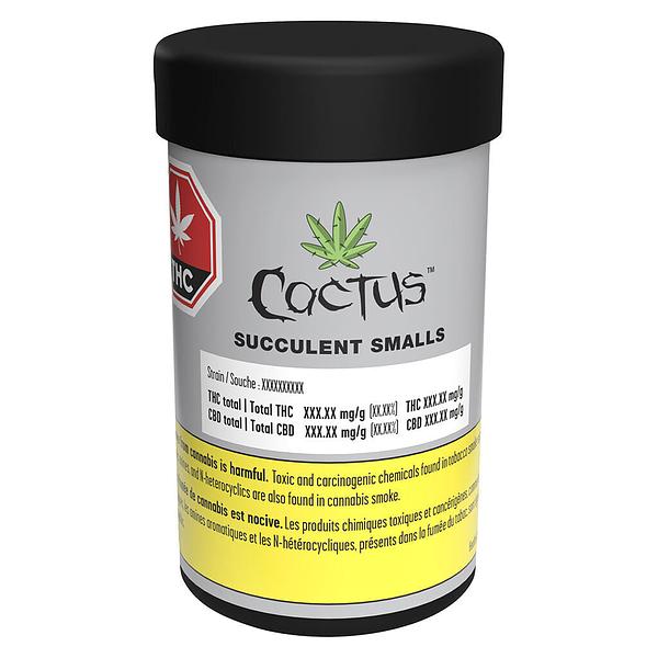 Cactus - Succulent Smalls image 2