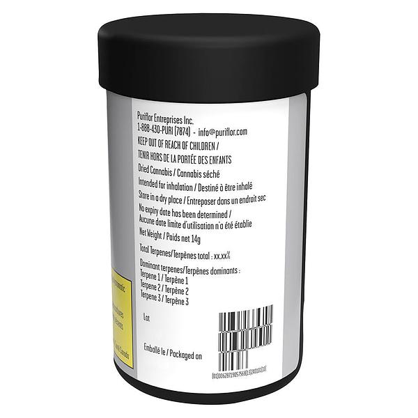 Cactus - Succulent Smalls image 3