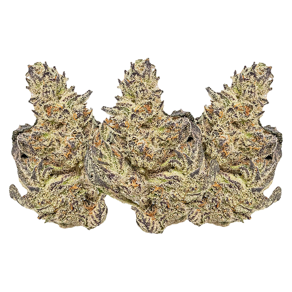 Eleven Eleven Legacy Craft - White Truffle