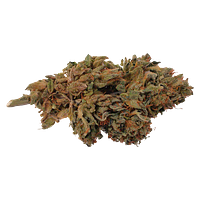 HCBD ORGANICS - Ambassador Organic Craft Cbd