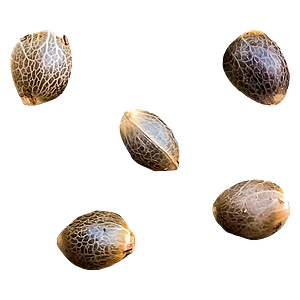 GREENHERB - Pheno Hunt - Select Female Seeds