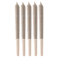 Cactus - Black Triangle Pre-Roll