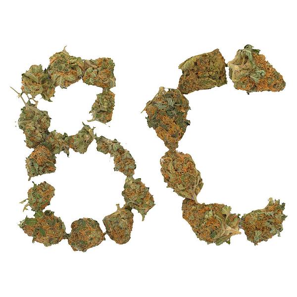 Always Hi - BC Indoor Sativa image 1