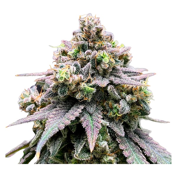 Green Rose Seeds - Crasher Breath