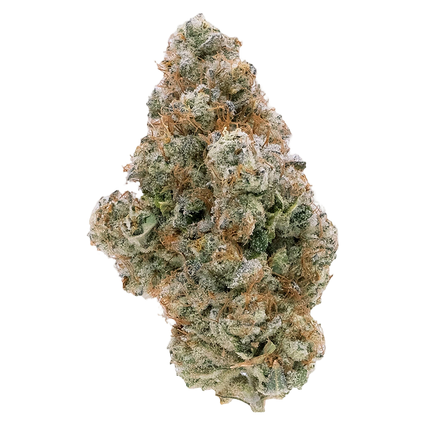 Northern Canna - Galactic Guava