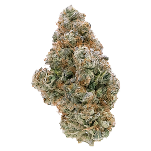 Northern Canna - Galactic Guava