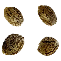 Automatic Ganja - Auto Gelato Biscotti Feminized Seeds