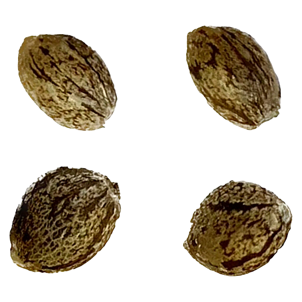 Automatic Ganja - Auto Papaya Apricot Feminized Seeds