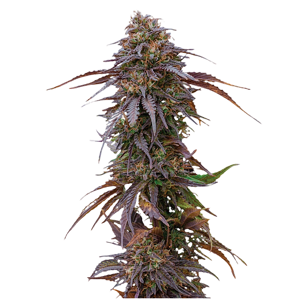Happy Valley Genetics - Harlequin CBD Feminized Seeds