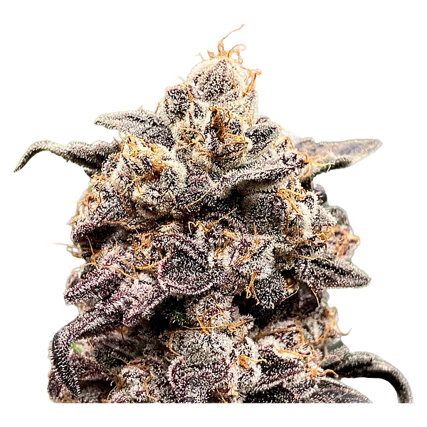 Green Rose Seeds - 41 Ghosts (auto Fem Seeds)