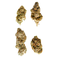 Terp Nerdz - Bag of Nerdz