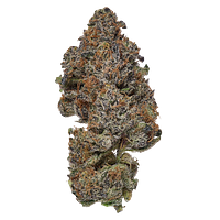 Coterie - Frosted Fruit Cake