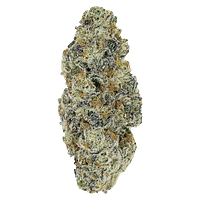 Pistol and Paris - Perma Fried