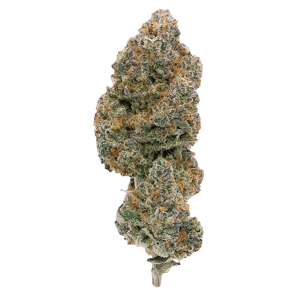 Northern Canna - Modified Supersonic