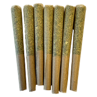 Noodz - Profile - Gas Pre-Roll