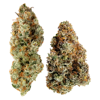 Northern Canna X Ministry Of Sativa - Yin Yang