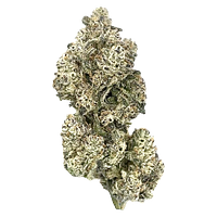 HighXotic - Royal Dive #5: Purple Zombie