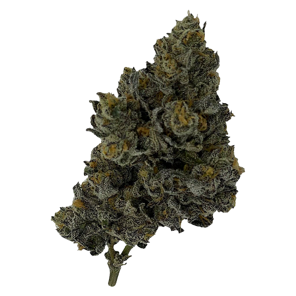 Rocket Factory - Exotic Matter