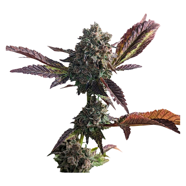 34 Street Seed Co. - Grandaddy Purps Seeds