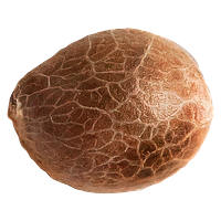 34 Street Seed Co. - Jack Herer Seeds