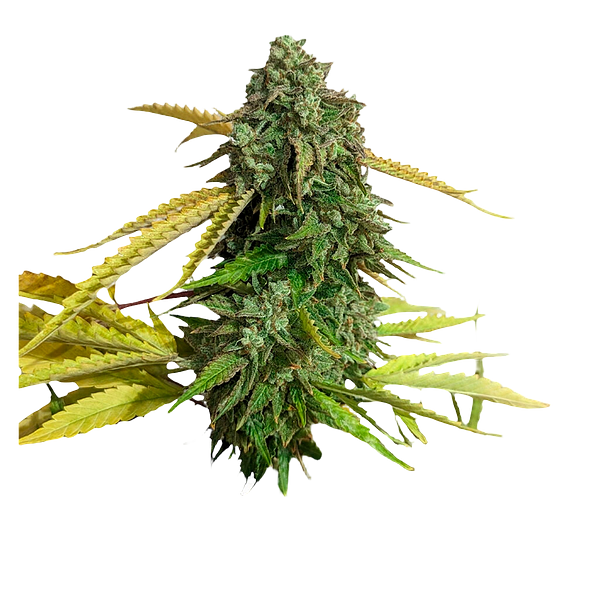 34 Street Seed Co. - Og Kush seeds